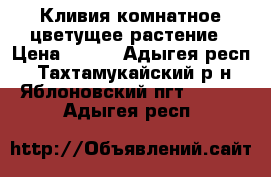 Кливия комнатное цветущее растение › Цена ­ 500 - Адыгея респ., Тахтамукайский р-н, Яблоновский пгт  »    . Адыгея респ.